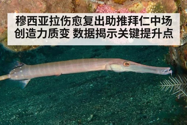 穆西亚拉伤愈复出助推拜仁中场创造力质变 数据揭示关键提升点